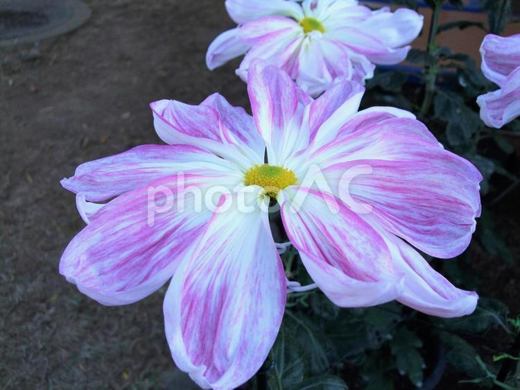 御紋章菊　花びらが少ない大輪の菊 菊,花,大輪のの写真素材
