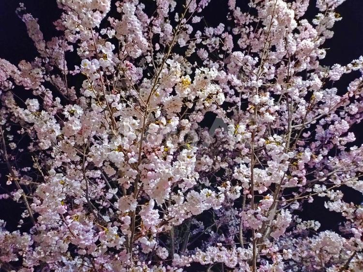 闇夜に浮かぶ満開の桜 ソメヨシノ,桜,さくらの写真素材