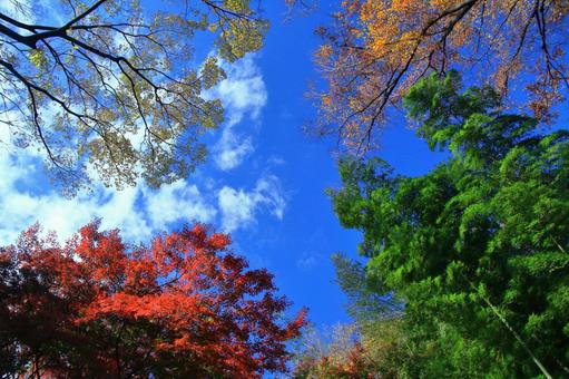 Autumn colors, JPG Autumn colors, autumn leaves, yellow leaves, red, JPG