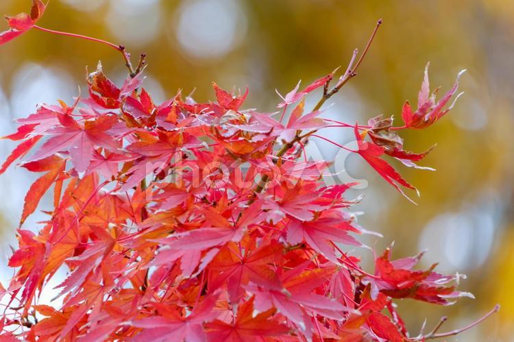 色鮮やかに染まる晩秋のもみじ 紅葉,もみじ,赤の写真素材