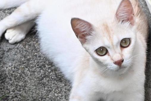 White stray cat face, JPG