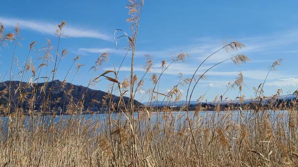 冬の湖畔　散歩 河口湖,山,ススキの写真素材