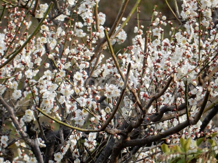 【花の写真】白い梅の花 ウメ,梅,うめの写真素材