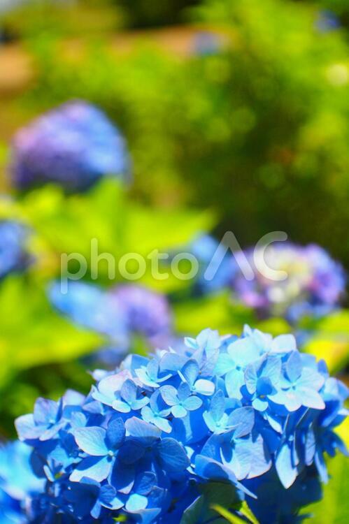 あじさいの季節 紫陽花,あじさい,アジサイの写真素材