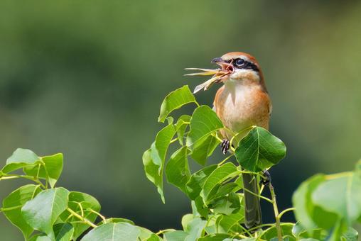 バッタを飲み込むモズの雄 モズ,鵙,百舌鳥の写真素材