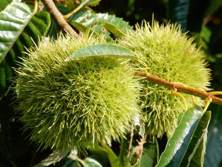 【植物写真】イガグリ(毬栗) 【植物写真】イガグリ(毬栗)の写真