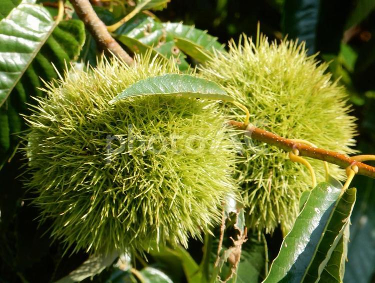 【植物写真】イガグリ（毬栗） イガグリ,毬栗,自然の写真素材