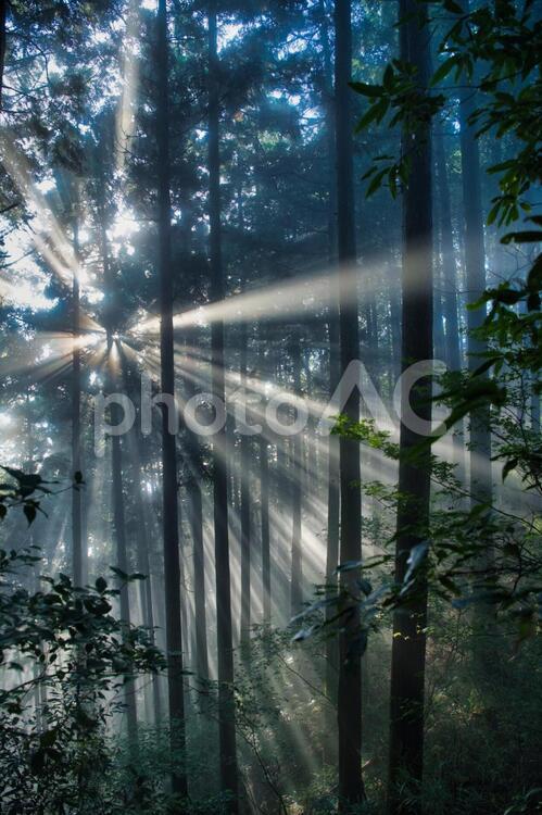 森林の光芒 光芒,太陽光,明け方の写真素材