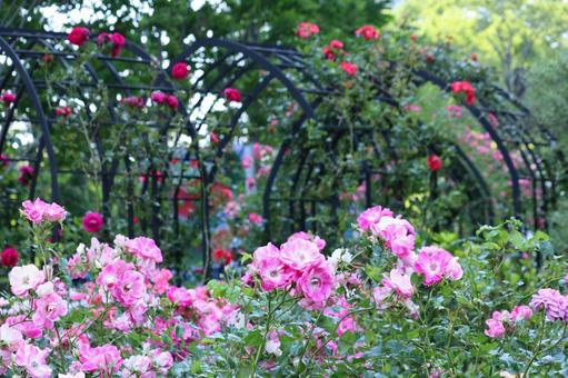 Rose Garden, JPG