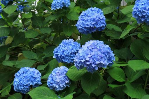 【花の写真】紫陽花_0609-3 【花の写真】紫陽花_0609-3の写真