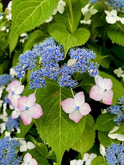 グラデーションの紫陽花 グラデーションの紫陽花の写真