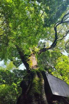 生命力のある木 生命力のある木 自然,植物,木の写真素材