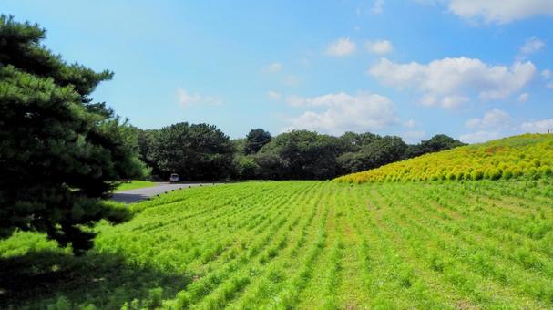 ひたち海浜公園・色づき始めたコキア&森林 ひたち海浜公園・色づき始めたコキア&森林 初秋,国営ひたち海浜公園,色づくの写真素材