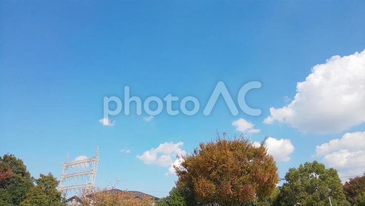 紅葉 紅葉,木,秋の写真素材