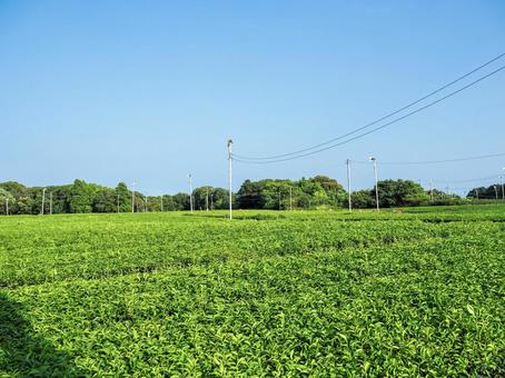 茶畑 茶畑 茶畑,お茶,静岡の写真素材
