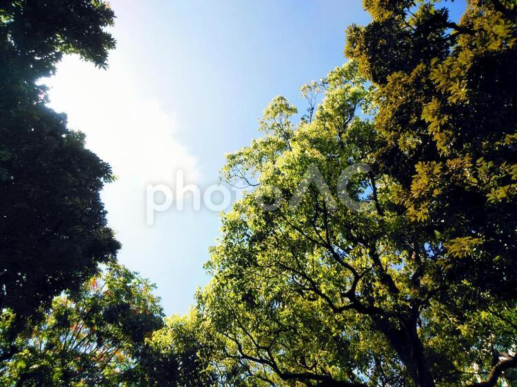 樹木と夏空 樹木,青空,夏空の写真素材