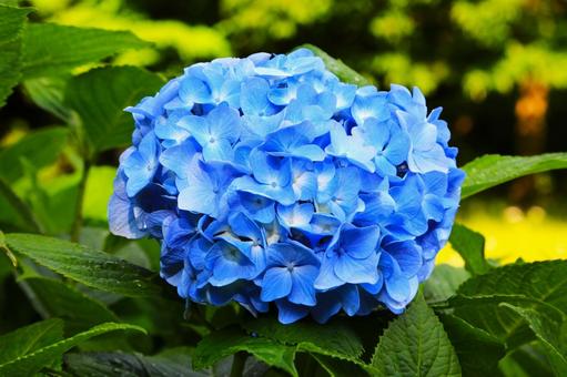 アジサイ36(横浜市内にて) アジサイ36(横浜市内にて) アジサイ,梅雨時,花の写真素材