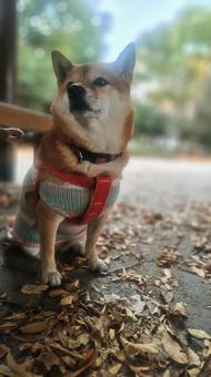 愛犬と公園のイチヨウの中 木場公園,イチョウ,黄色の写真素材