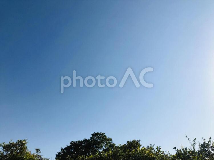 青空と木（下） 青空,空,背景素材の写真素材