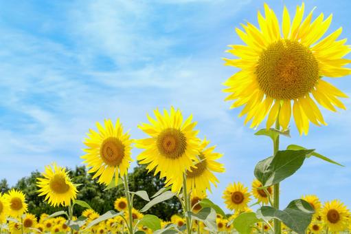 夏空に咲き誇るひまわり畑 夏空に咲き誇るひまわり畑 向日葵,夏,青空の写真素材