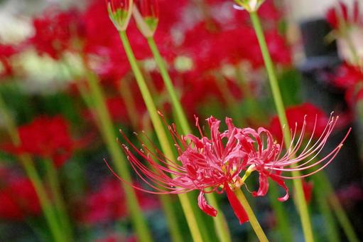 彼岸花の写真