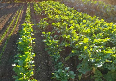 野菜畑の風景 11月② 野菜畑,風景,大根の写真素材