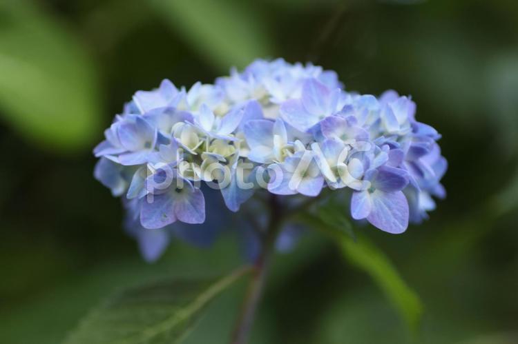 青色のガクアジサイ アジサイ,紫陽花,あじさいの写真素材