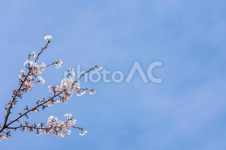 桜と青空 桜,青空,春素材の写真素材