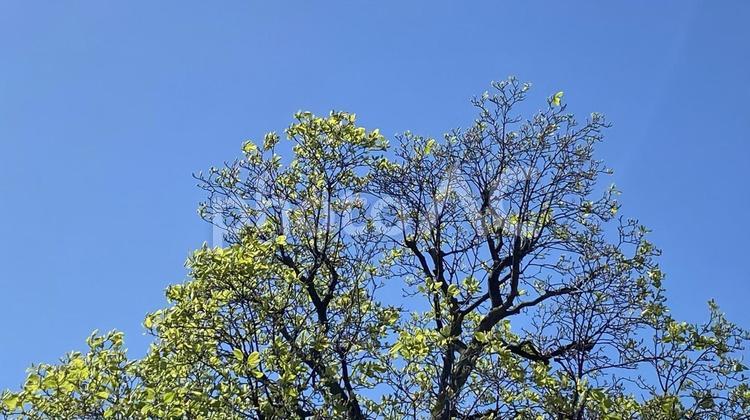 新緑の木蓮と青空(4月)01 新緑,青空,快晴の写真素材