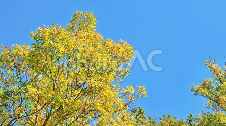 秋晴れと紅葉の季節 紅葉,秋,空の写真素材
