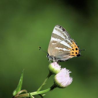 トラフシジミ トラフシジミ トラフシジミ,シジミチョウ,蝶の写真素材