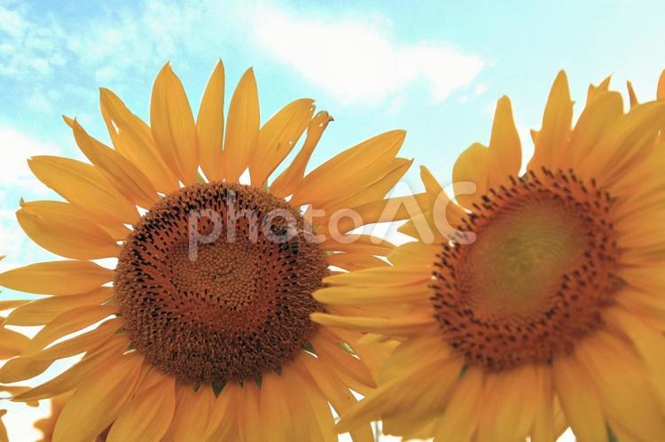 山中湖花の都公園のひまわり畑 向日葵,夏,イメージの写真素材