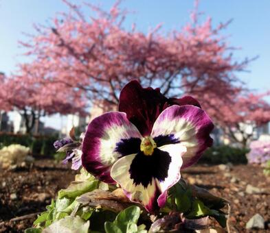 パンジーと河津桜1 パンジーと河津桜1の写真