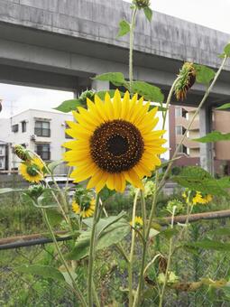 sunflower, girasole, fiore, JPG