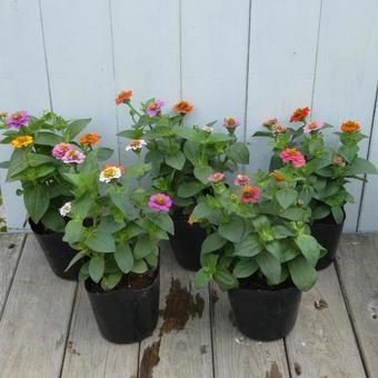 Colorful summer flowers, small zinnia seedlings, JPG