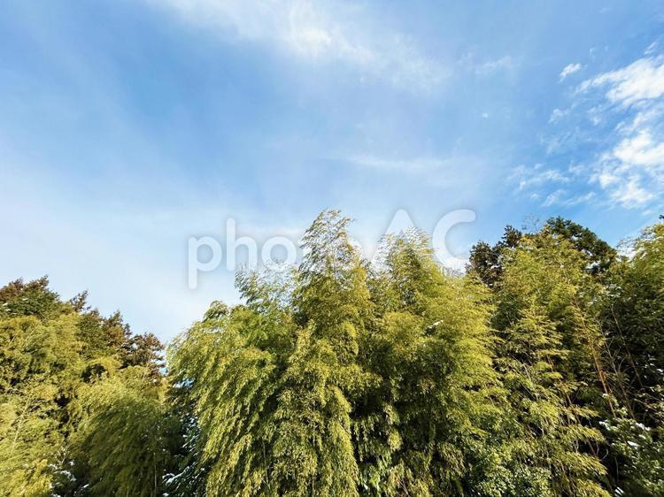 晴れた日の樹林と空模様 森林,森,林の写真素材