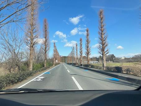 冬の並木道② 冬の並木道② 癒し,のどか,並木の写真素材