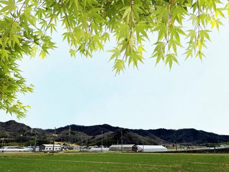 夏の青空と紅葉と山並みの風景 夏の青空と紅葉と山並みの風景の写真