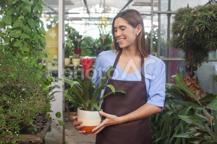 笑顔で赤い花の白い鉢植えを持っている女性 女性,フローリスト,花屋の写真素材