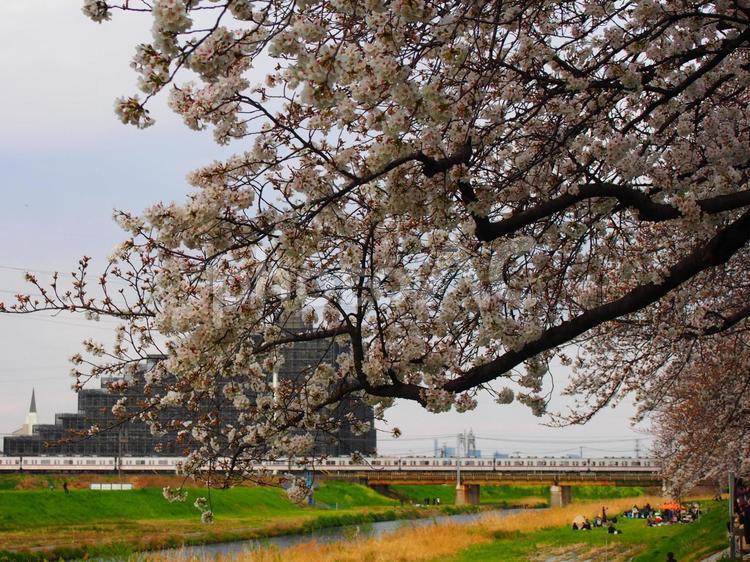 川沿い　桜並木 さくら,桜,埼玉の写真素材