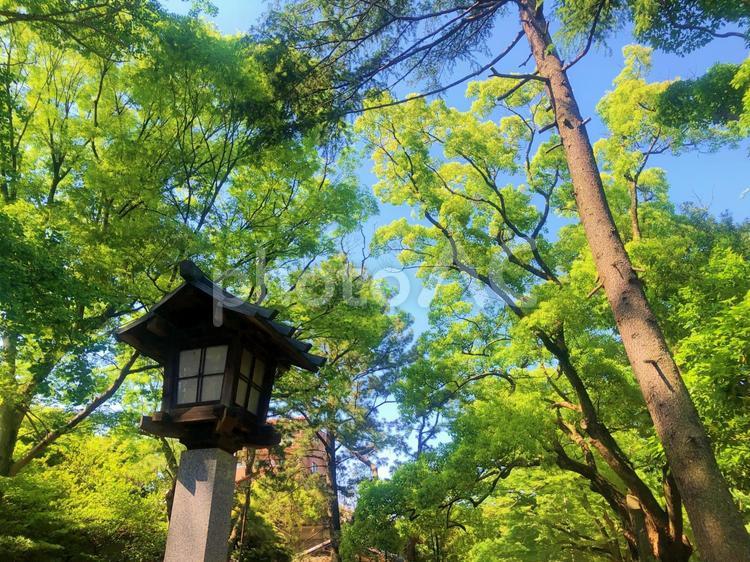 船橋大神宮から見上げる晴天の空 5月,グリーン,木の写真素材