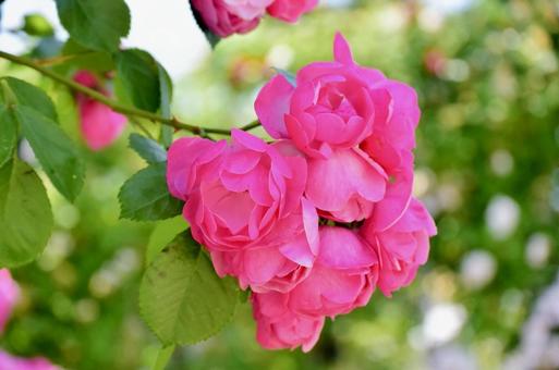 ピンクのバラ バラ,花,植物の写真素材