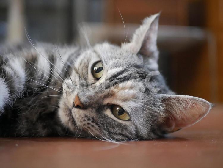 アメショのくーちゃん 動物,ねこ,ネコの写真素材