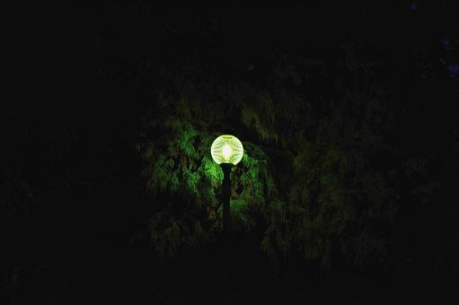 常夜灯の光に浮かび上がるメタセコイア 常夜灯,メタセコイア,夕闇の写真素材