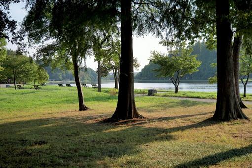 水元公園 公園,朝,朝の光の写真素材