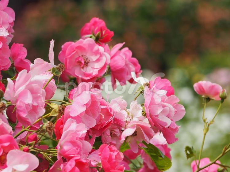 つるバラ　アンジェラ⑥ 薔薇,rose,バラの花の写真素材