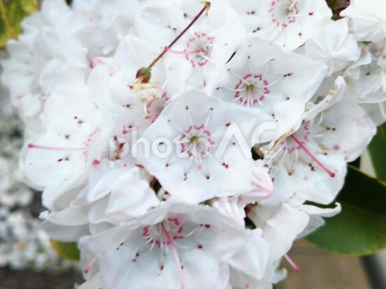 清楚なカルミアの花が咲きました 花,カルミア,白色の写真素材