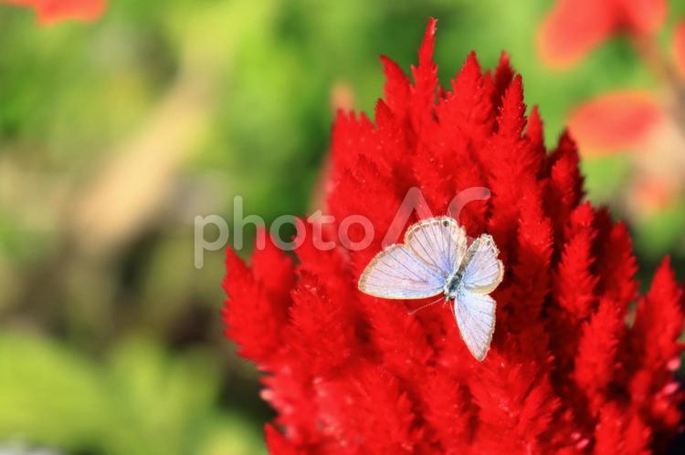 ケイトウの花とシジミチョウ 花,ケイトウ,チョウの写真素材