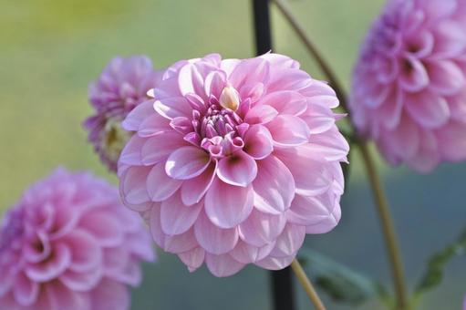 ピンク色のダリア ピンク色のダリア ダリア,ピンク,花の写真素材