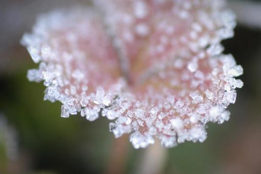 frost, JPG